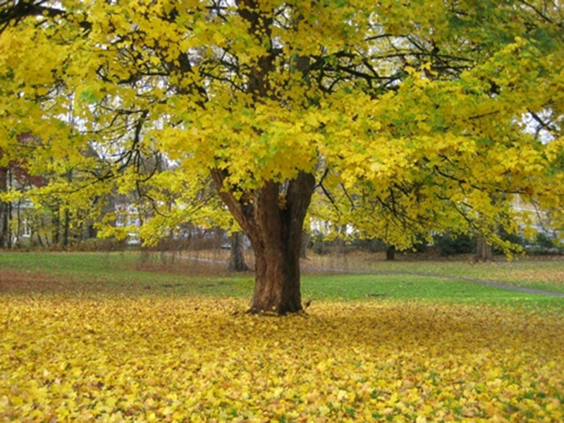 Hãy sống hết lòng với giây phút hiện tại